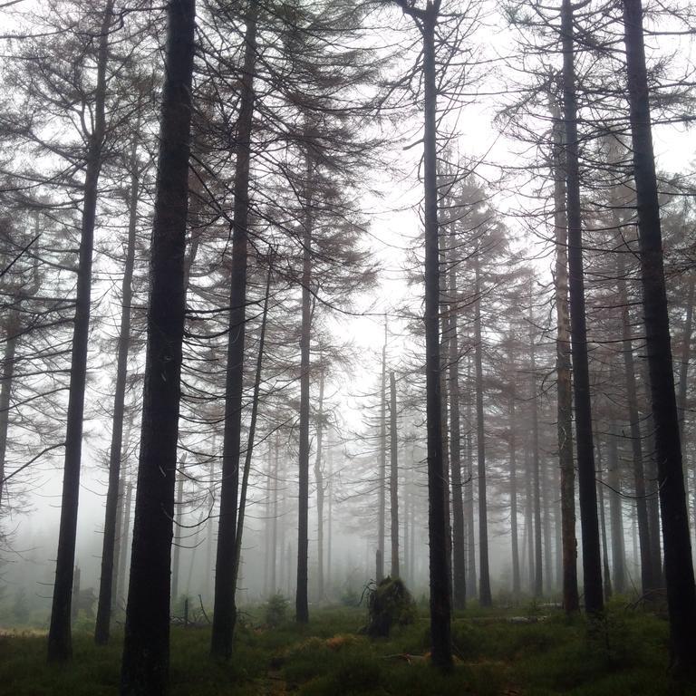 Отель The Cabin - Harz National Park Санкт-Андреасберг Экстерьер фото